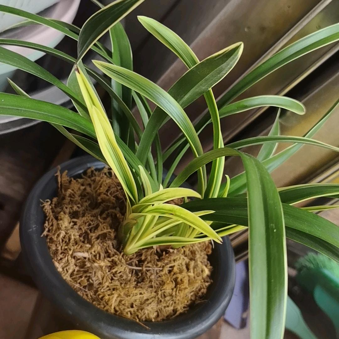 又菜又爱玩的90后