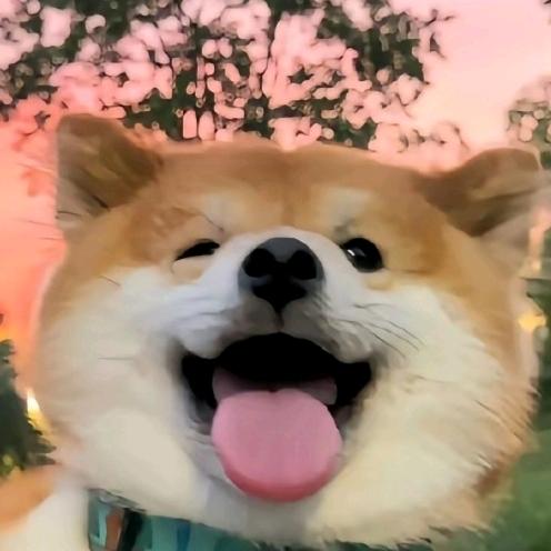 胖头鱼