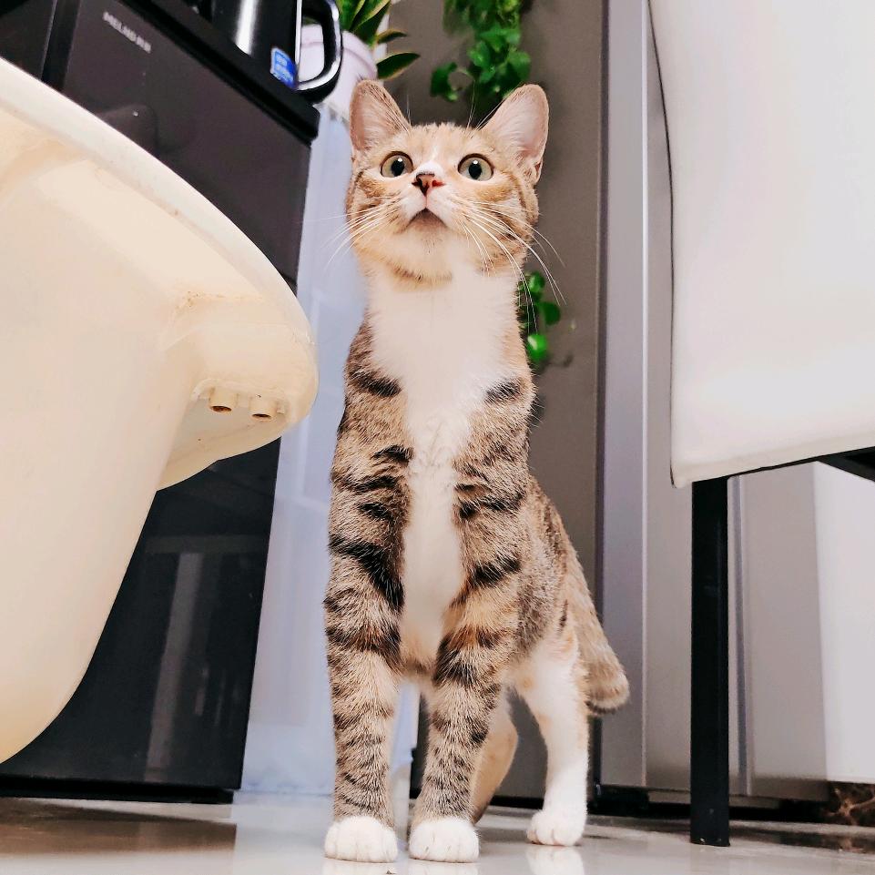 肉包和波妞