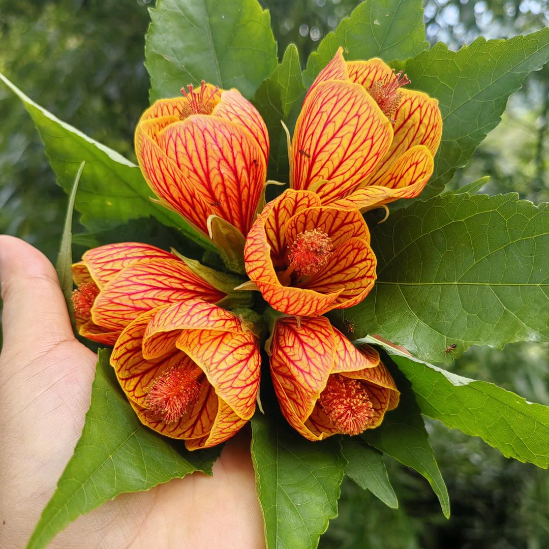 ❤欣丽尔服饰❤