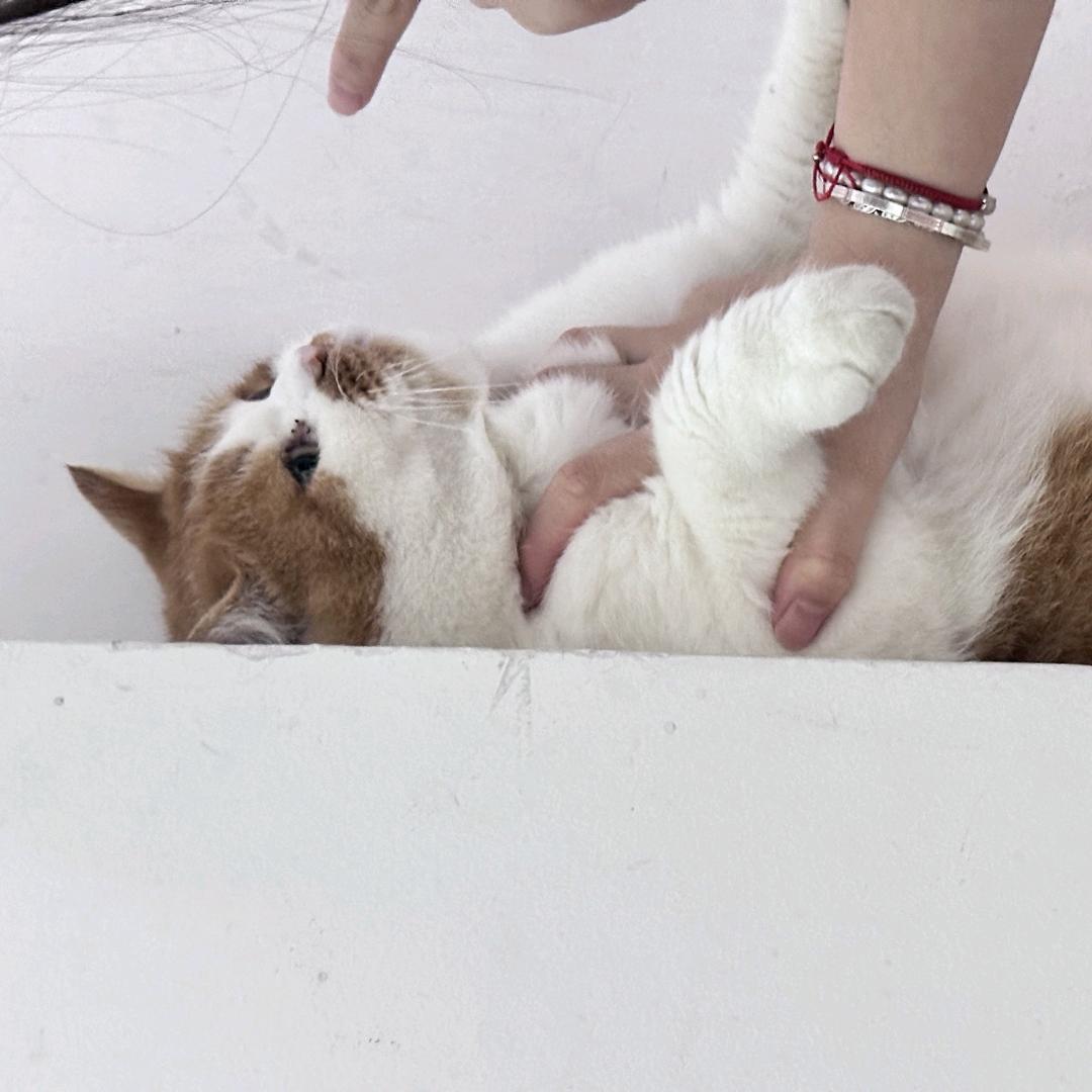 柠檬不爱吃香菜