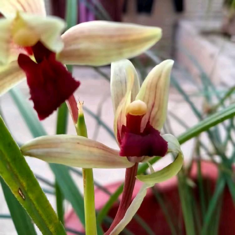 靠山王小陶兰菀