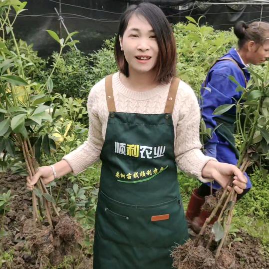 春狂顺春果树苗木专卖店