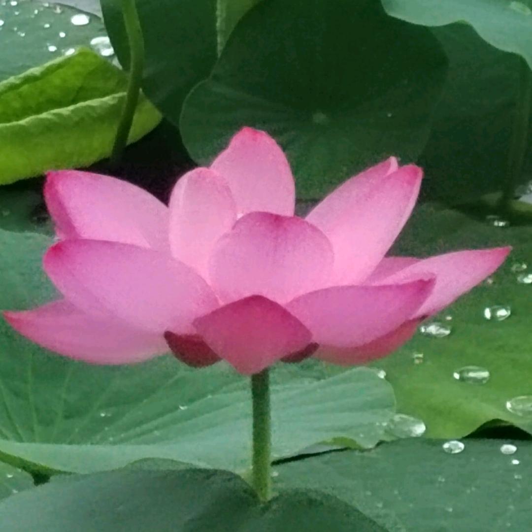 笑口常开5783