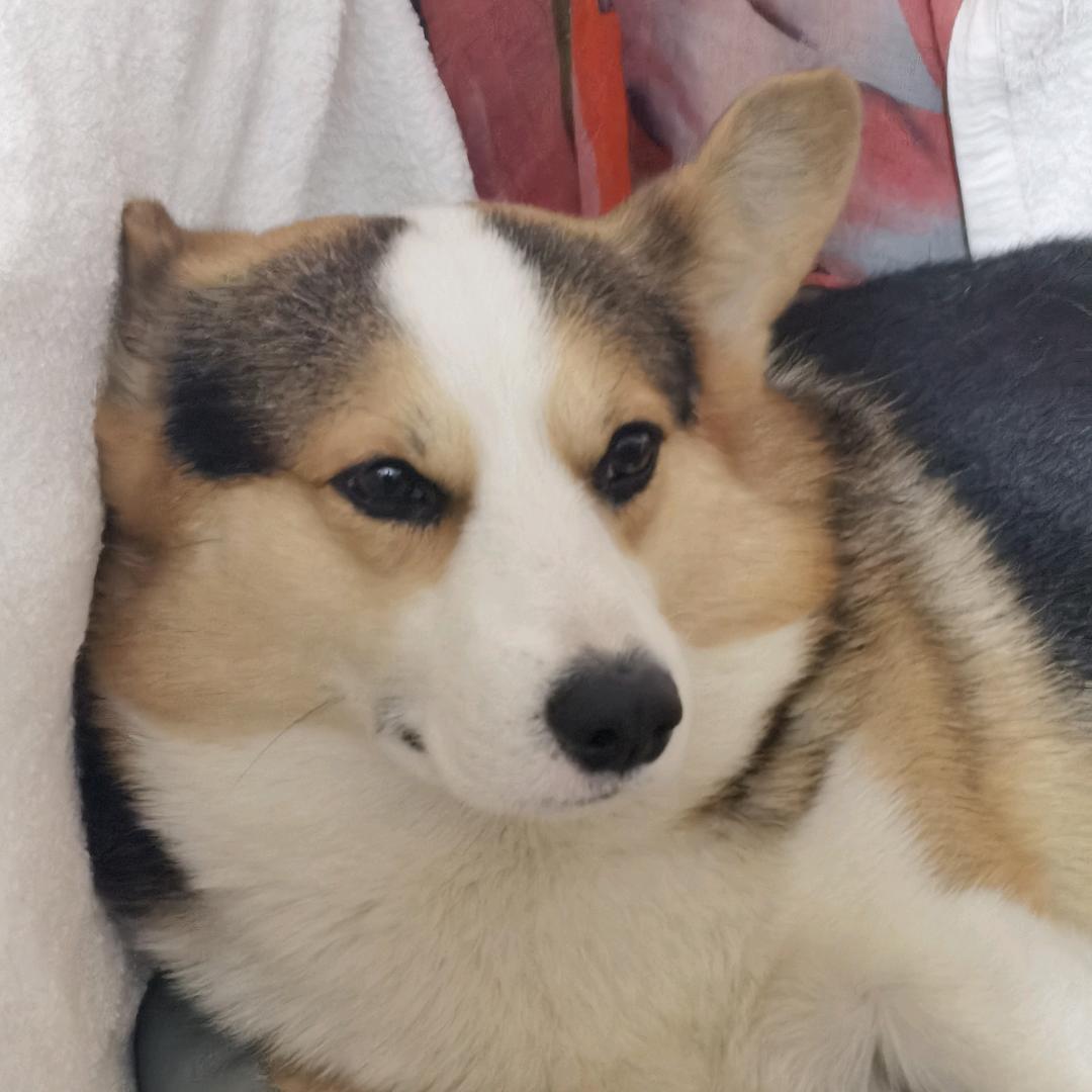 BO