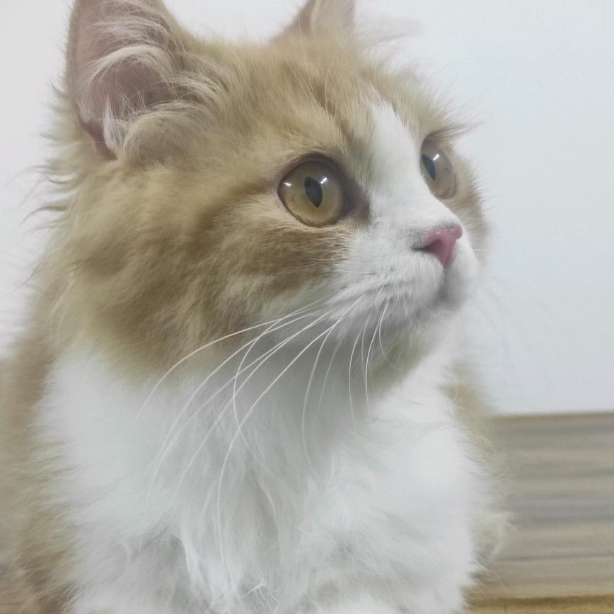 猫猫🐱