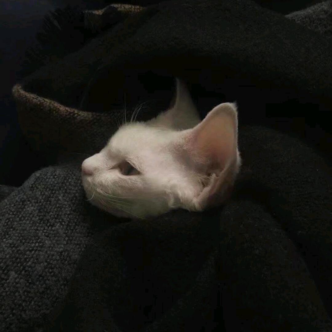 衍竹