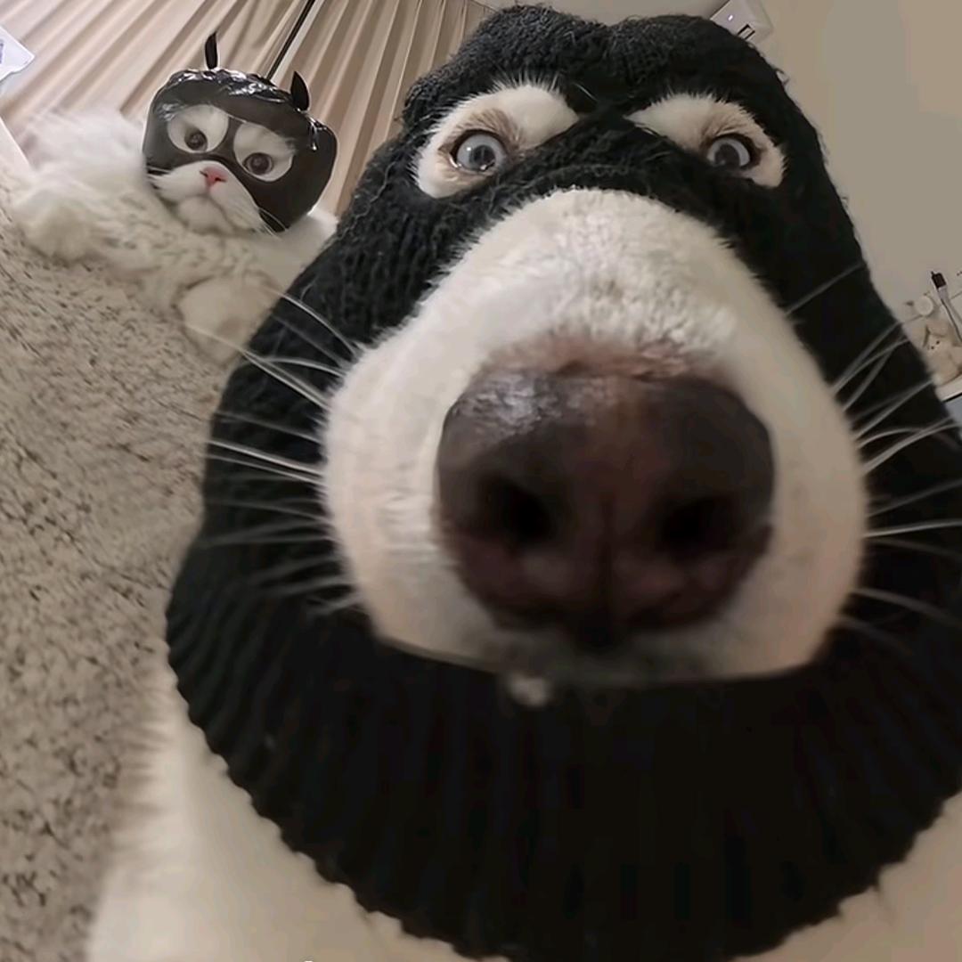 小刘小刘干饭一流