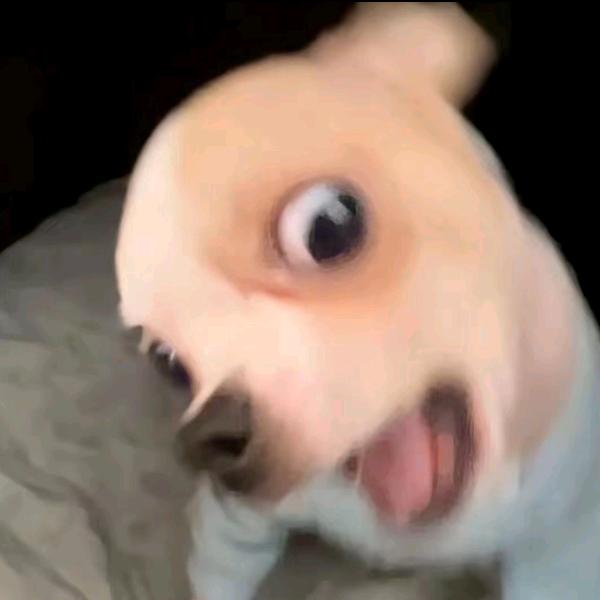 栾树