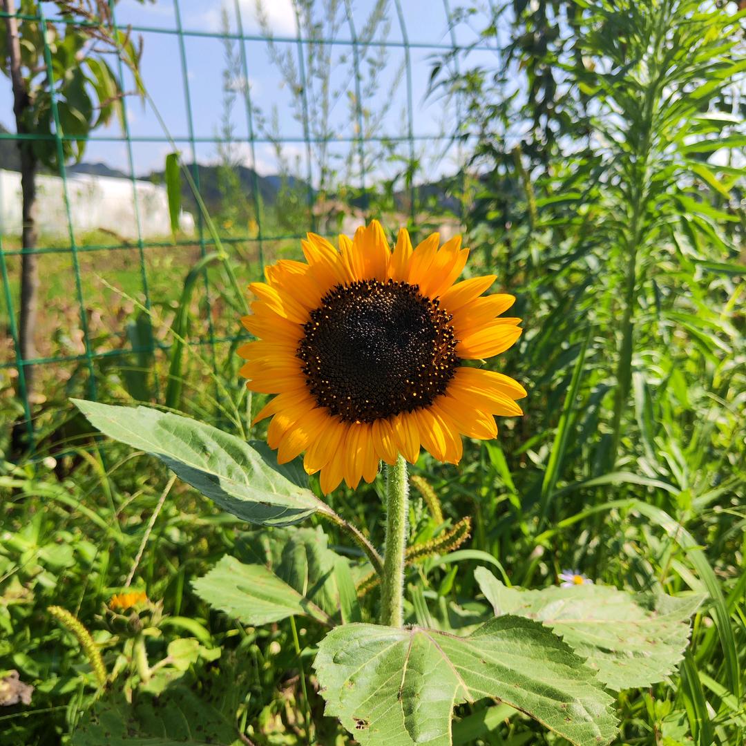 ✌︎（🖕🏻)  ✌︎（不吃香菜版）