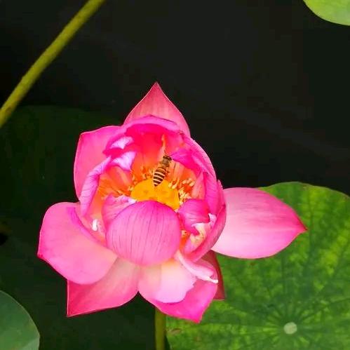 北归雁