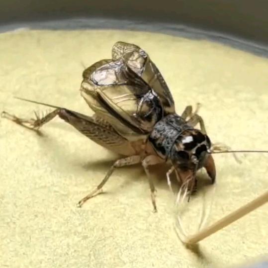 河南大强秋虫