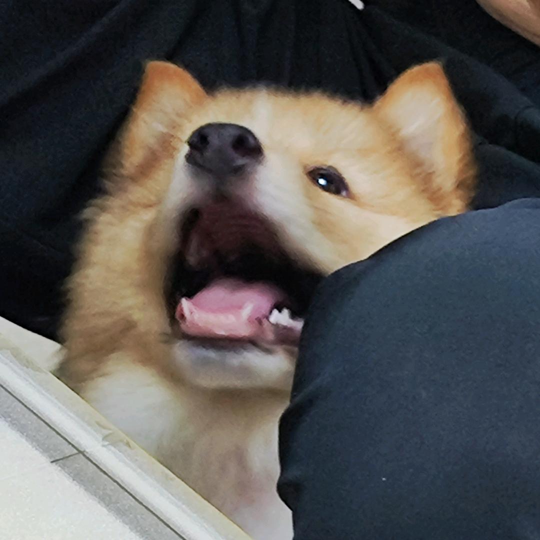 芒果不是忙狗头像