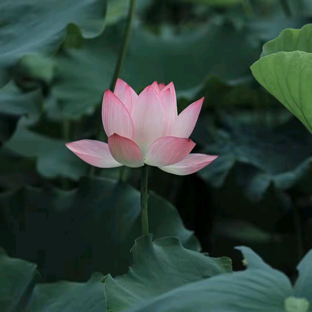 四川 泸州 护国镇 刘