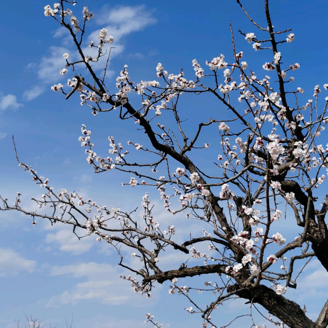 顺平海宝篷车   大安罗纳多  总代理