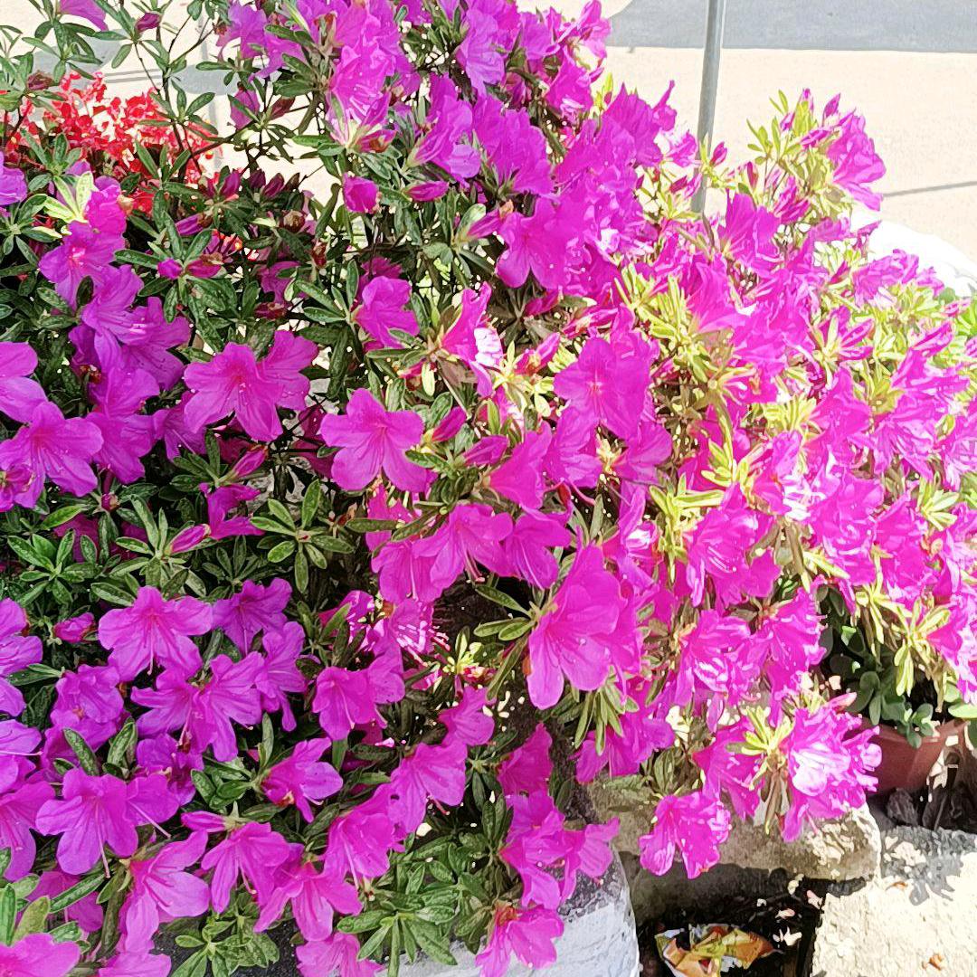 小   红   茂