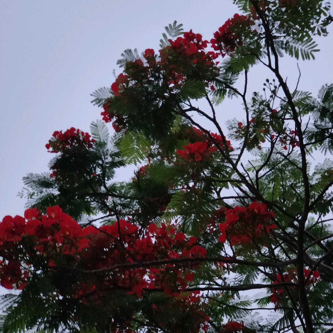 阳光灿烂。