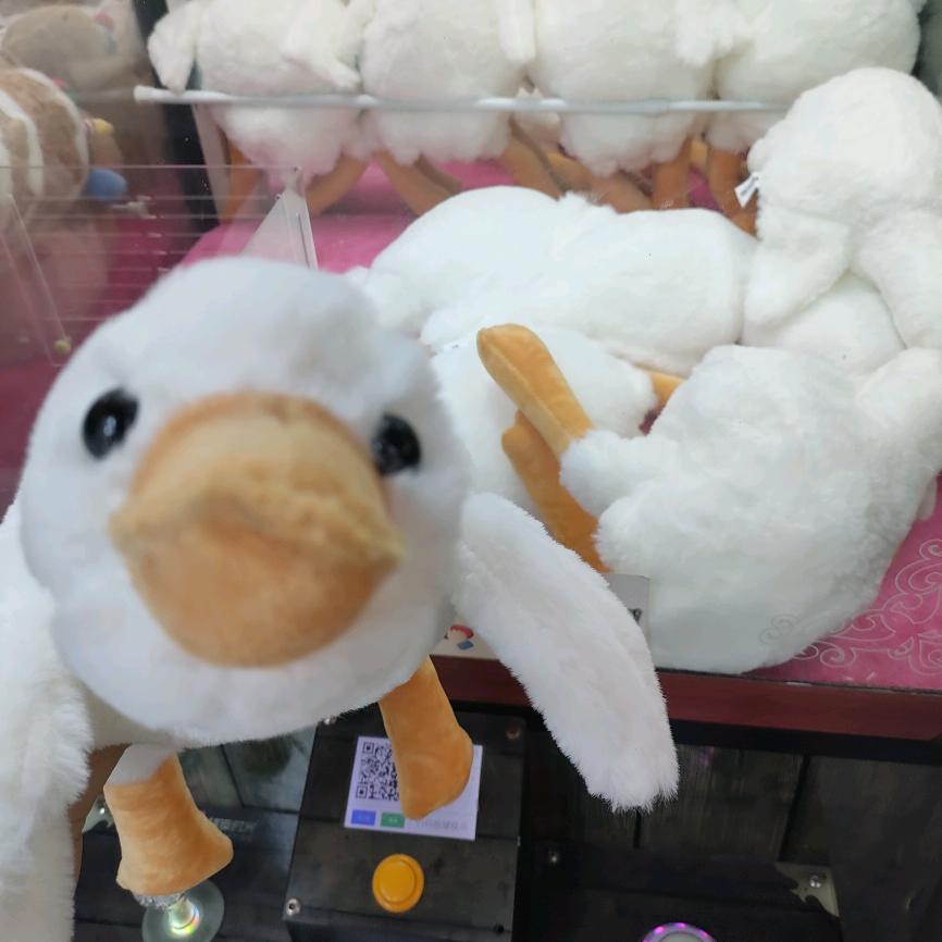 CC