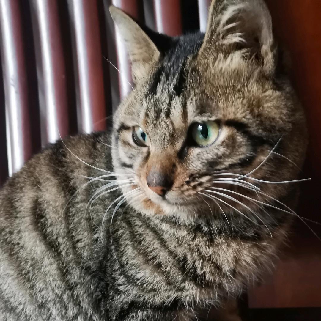 武汉小萌猫