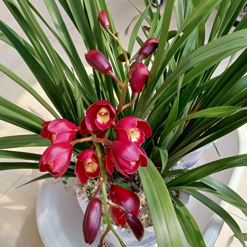 蔡菊萍
