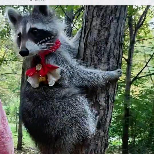 已成年🐻（燊）