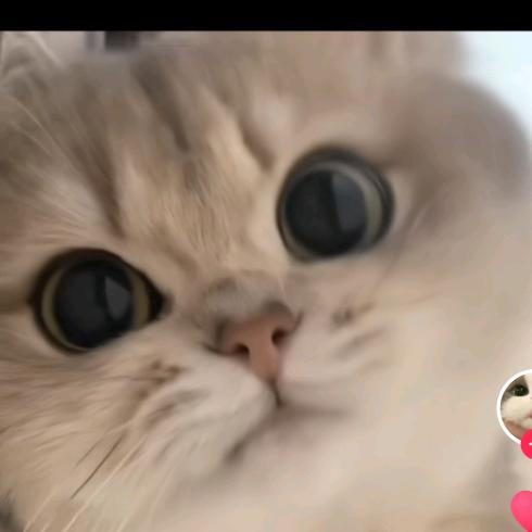 飞飞萌宠