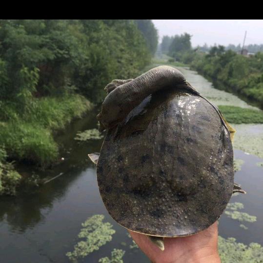 🐢野生鱼哥