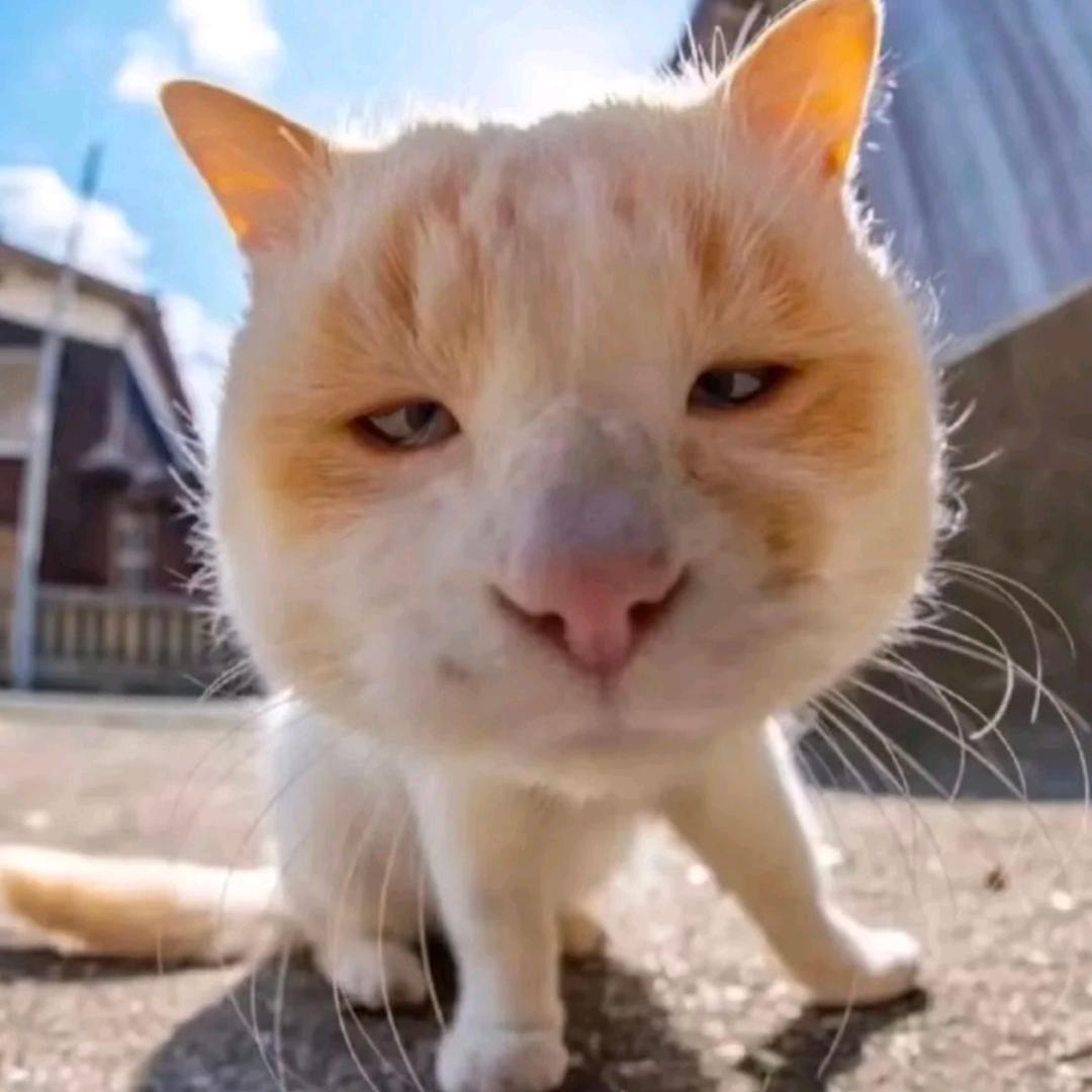 羁绊（派大星）