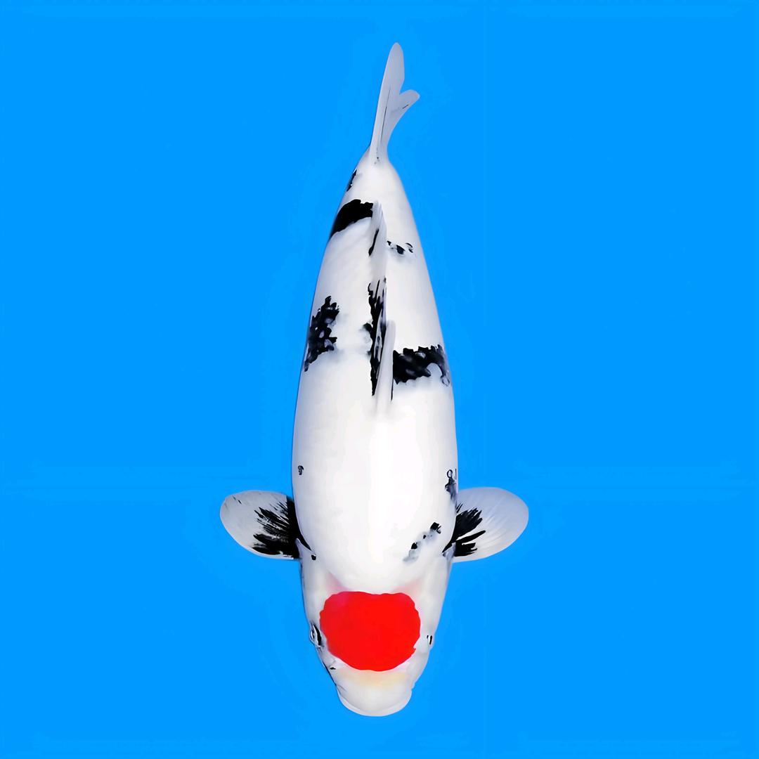 宜宾龙门农产品《观赏鱼》