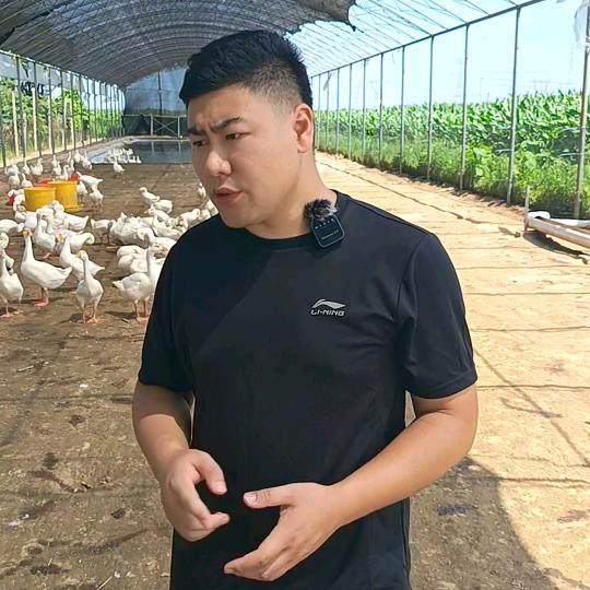 养鹅售后服务站