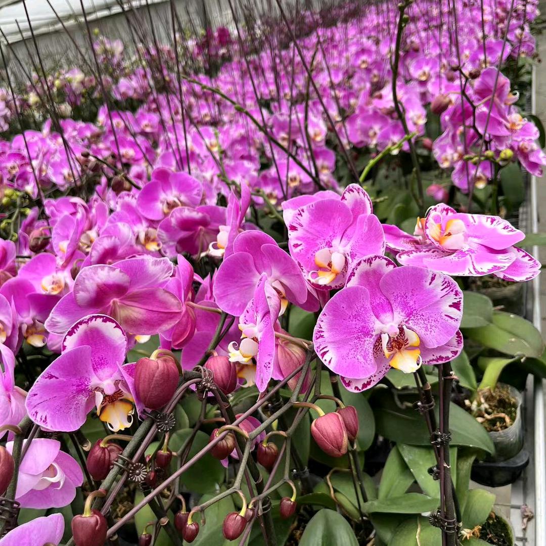 滨州青美蝴蝶兰生产基地