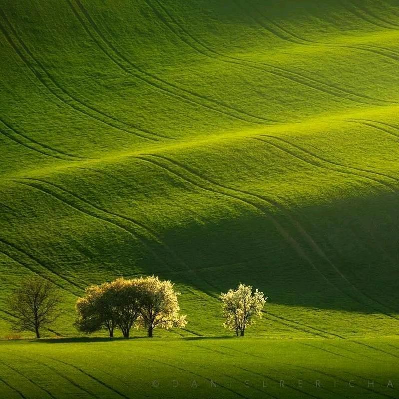 🌴🌳
