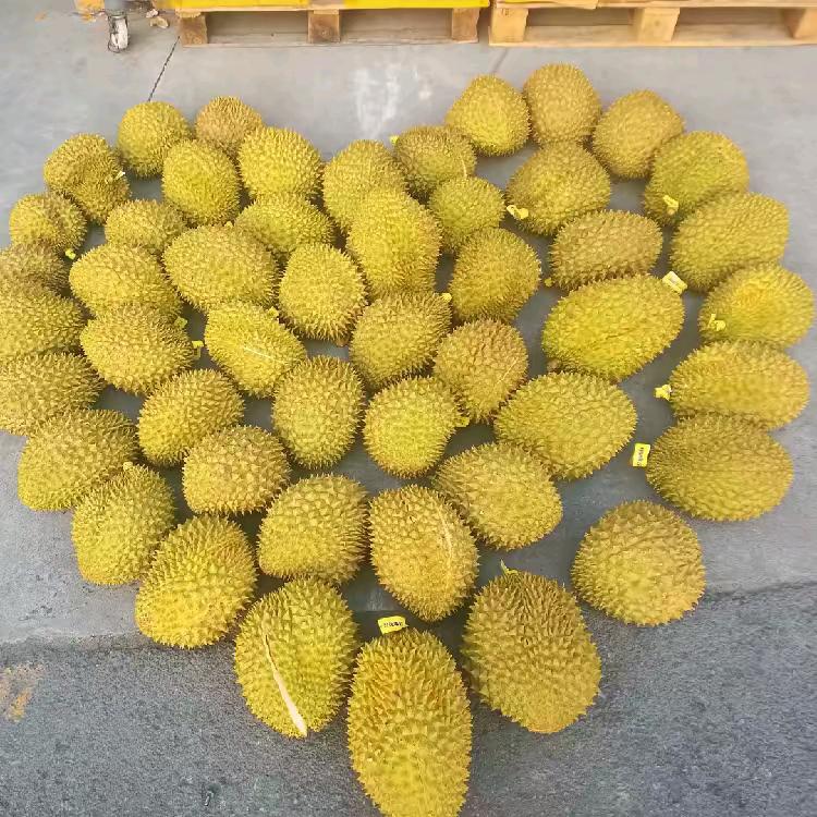 龍哥榴莲