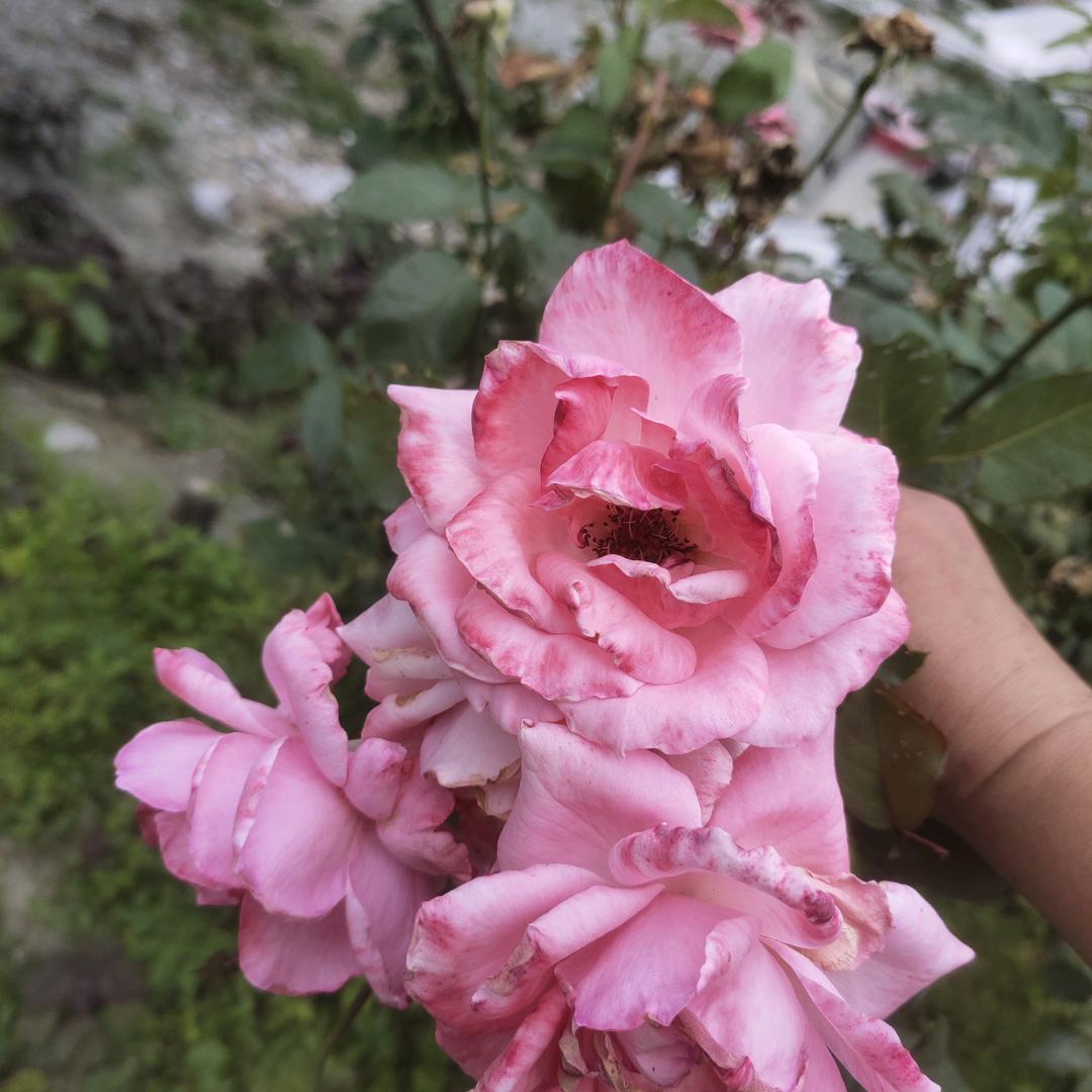 菜园老李