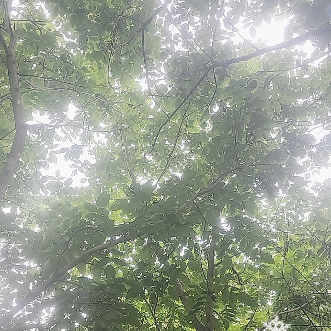 兜兜转转圈圈年年