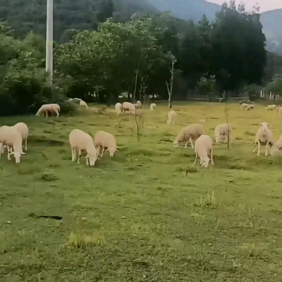 凉山彝族放羊阿普