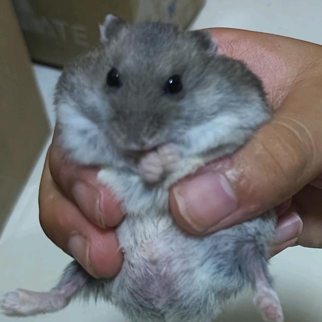 山有扶苏（接三角洲跑刀代肝）