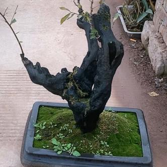 强哥金弹子盆景