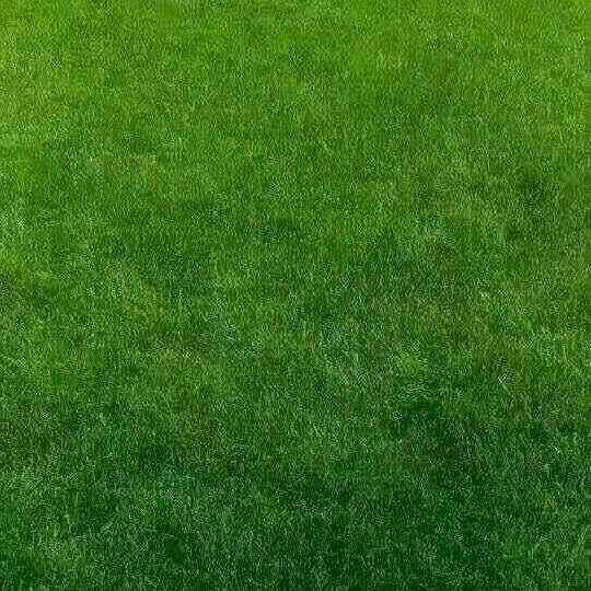 陈国花