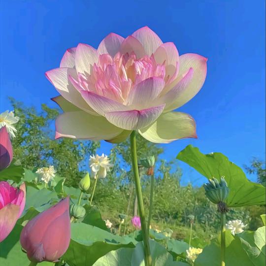 道罗花花