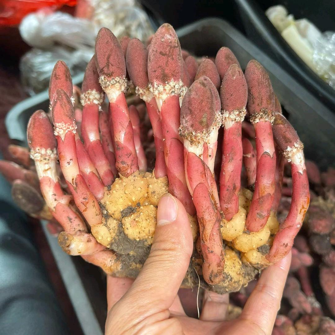 发动机研发与维护