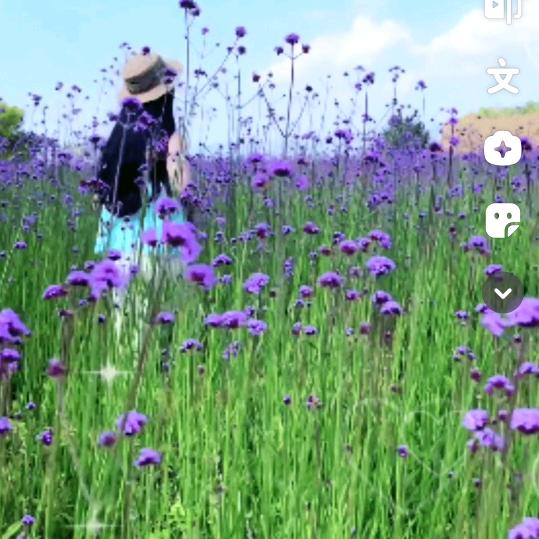 吉祥如意芳霏玉