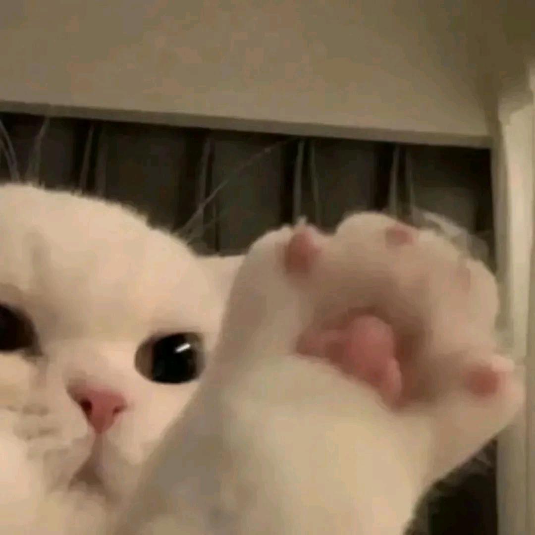 - ̗̀🐅̖́-
