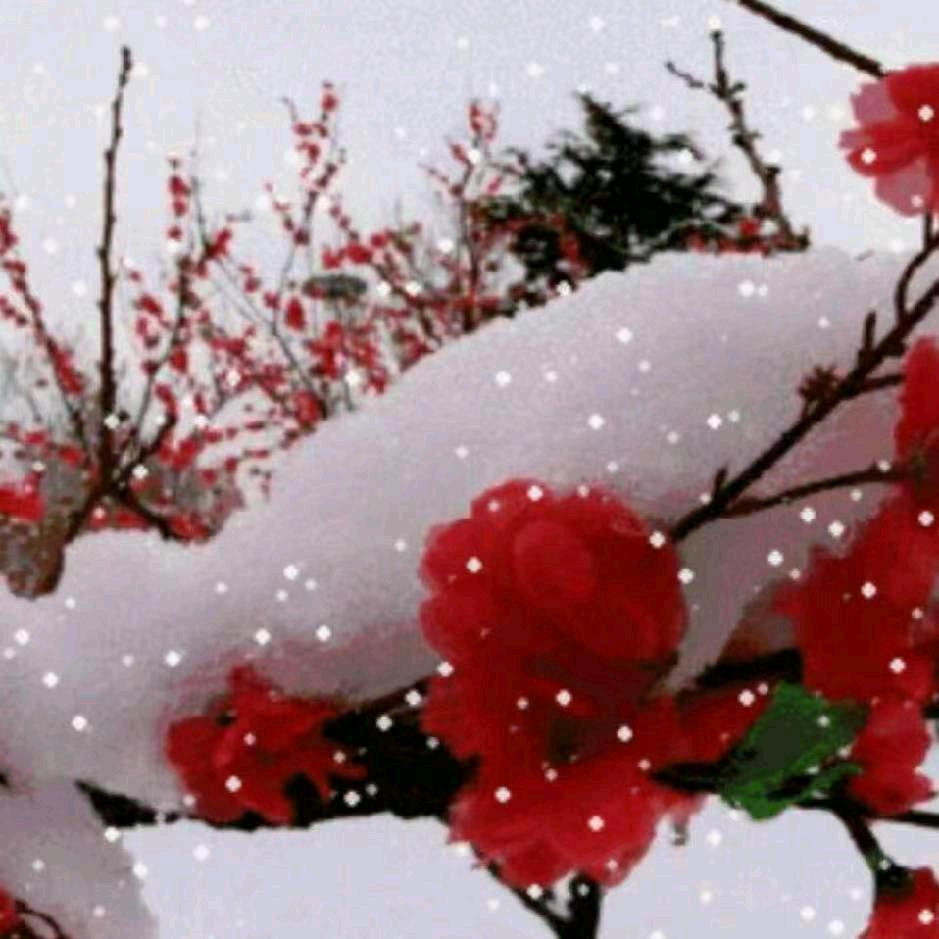❄️飞雪