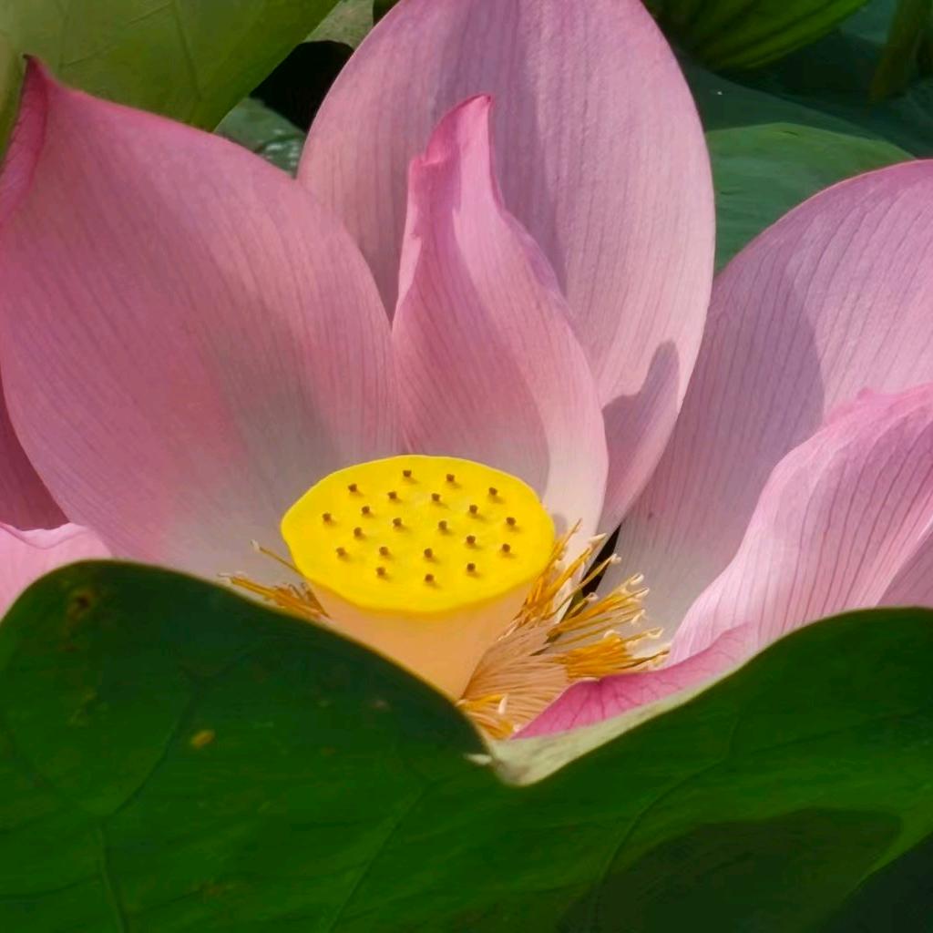 花开富贵（杨姐）