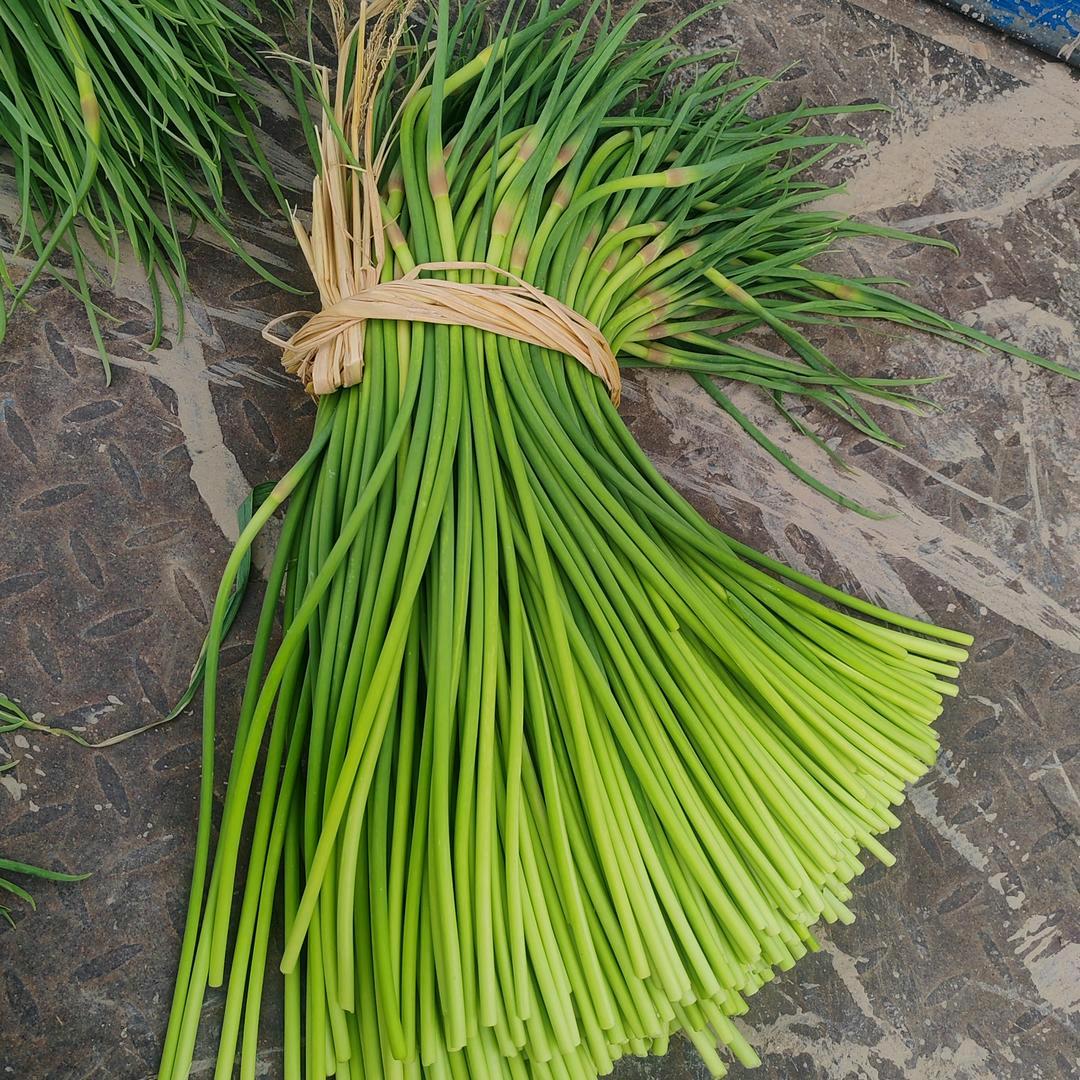 大蒜,蒜苔,代办,代存