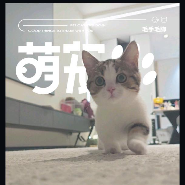 花卷是只喵