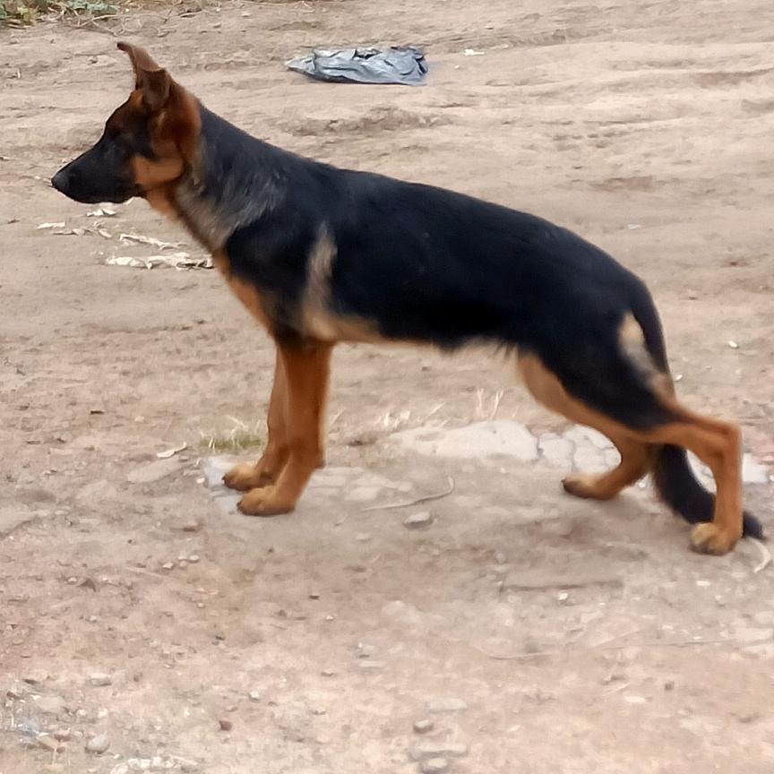 我有德牧幼犬，SM