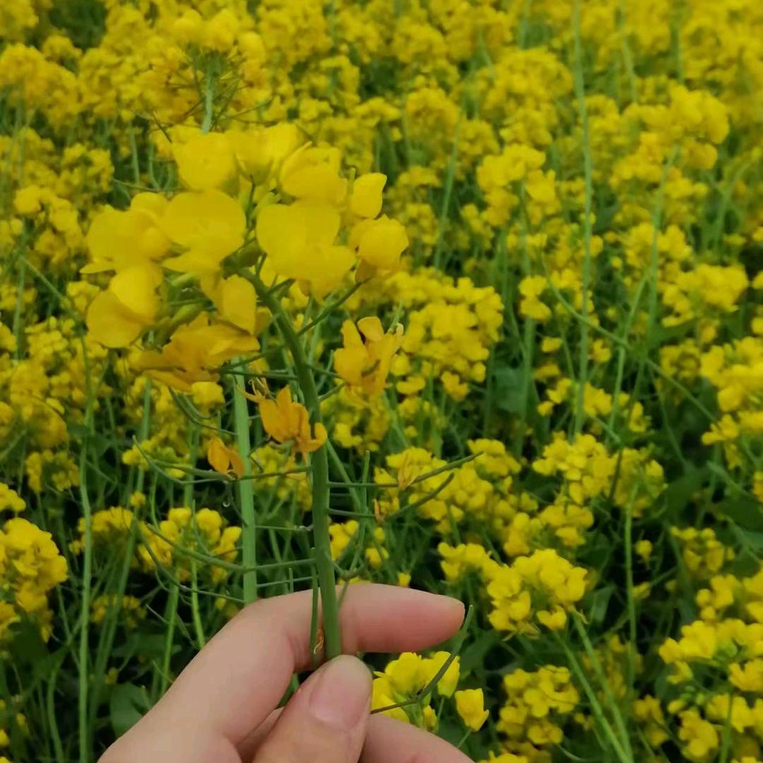 河北通茂