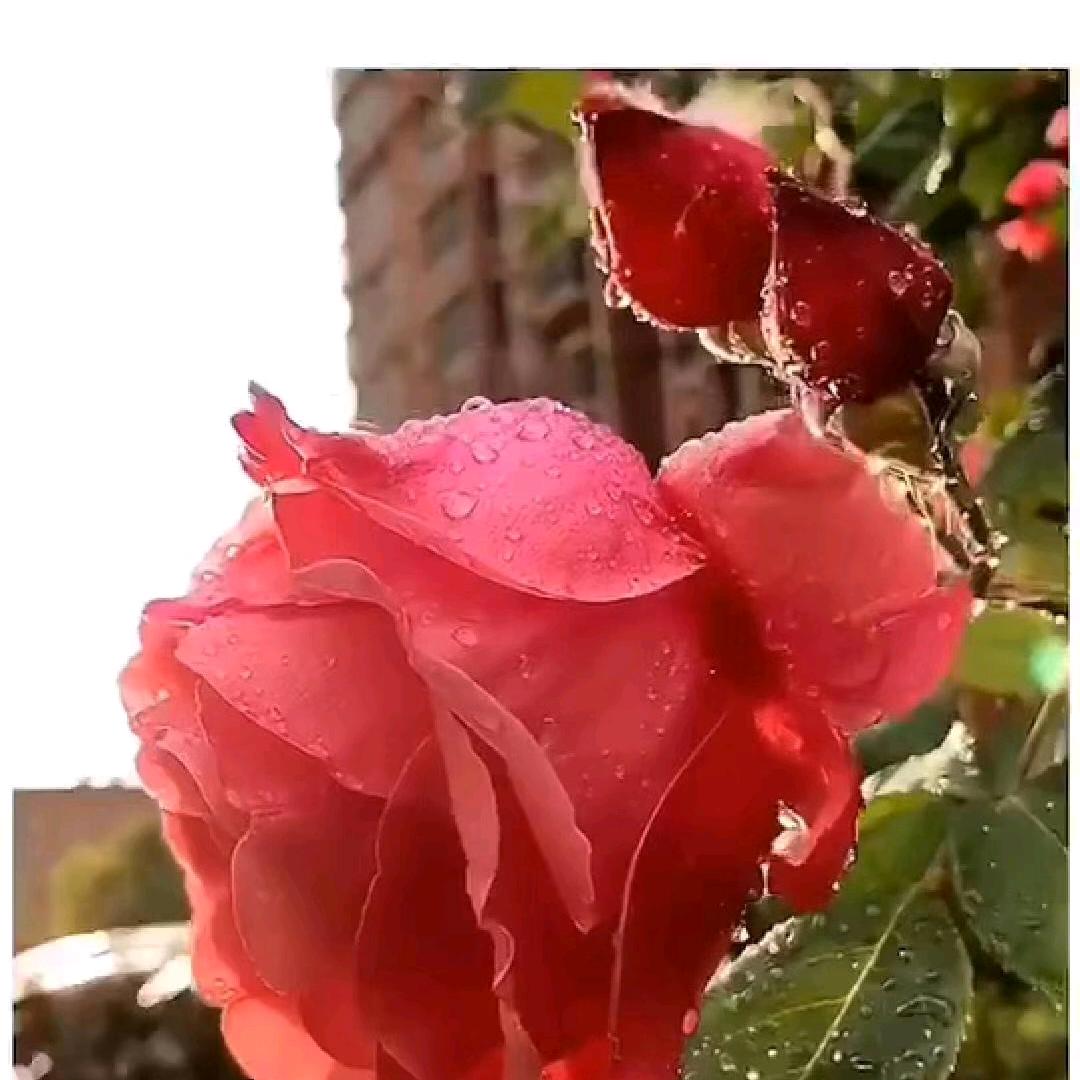 姚英平